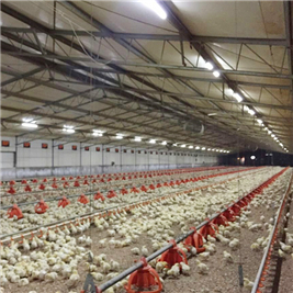 Chicken Farm Lighting