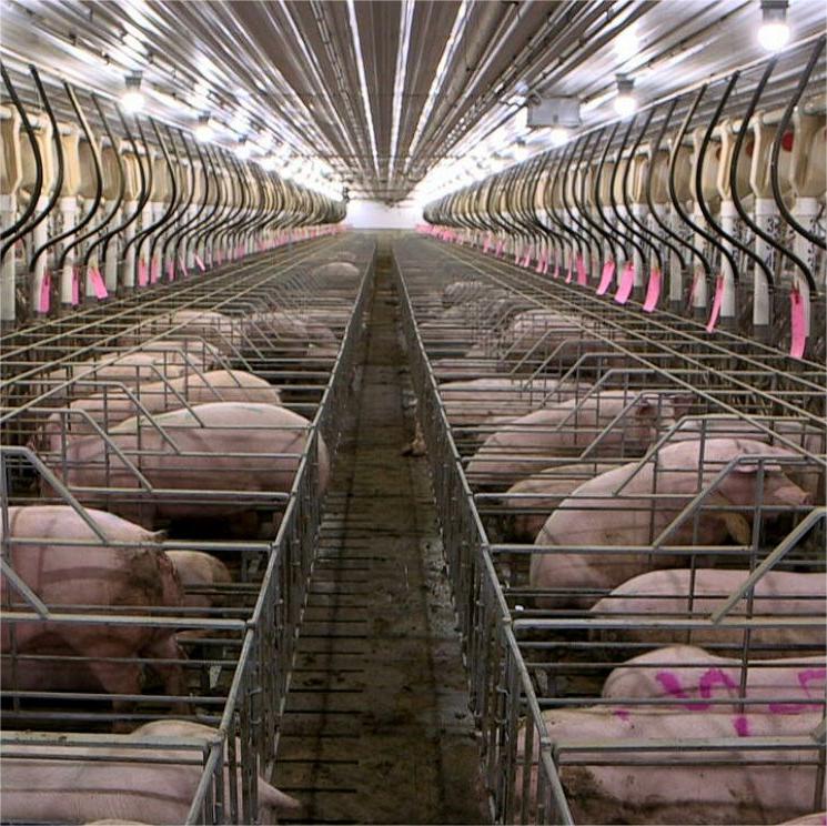 Pig Farm Lighting