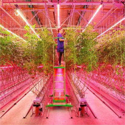 Grow Lighting