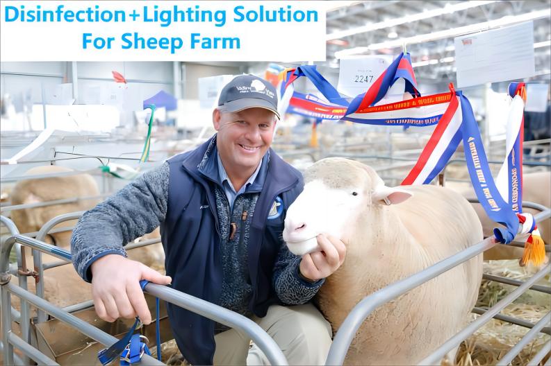 Sheep Farm Disinfection Lighting(1).jpg